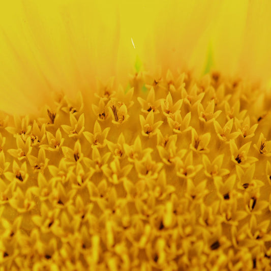 In Perfect Harmony: Sunflower Lecithin & Liposomes