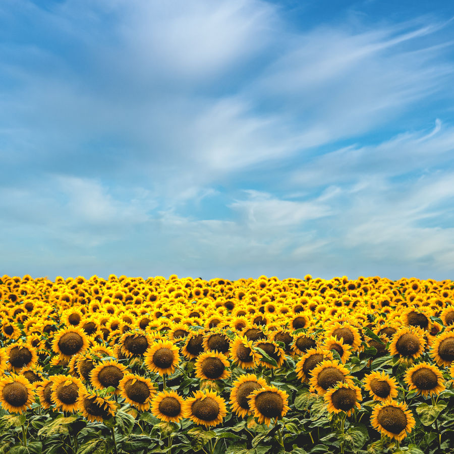 a field of sunflowers (sunflower lecithin is used in the production of haroutine liposomes)